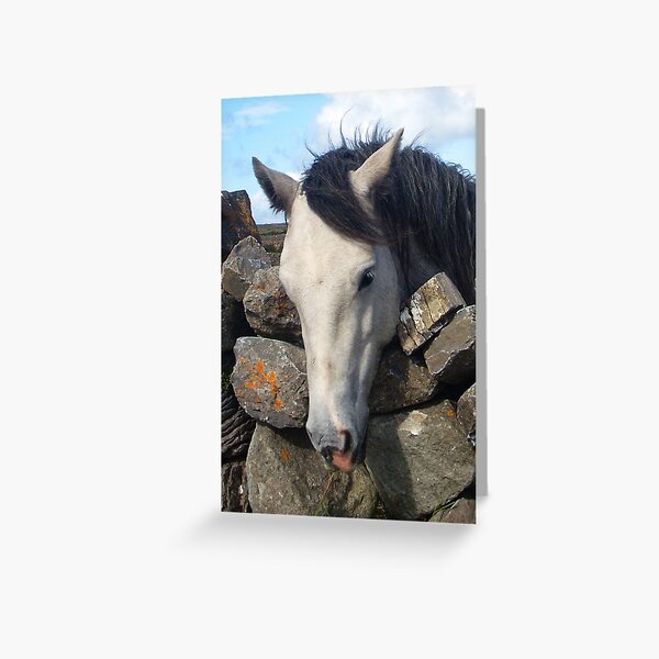 Connemara Pony looking over a stone wall Greeting Card