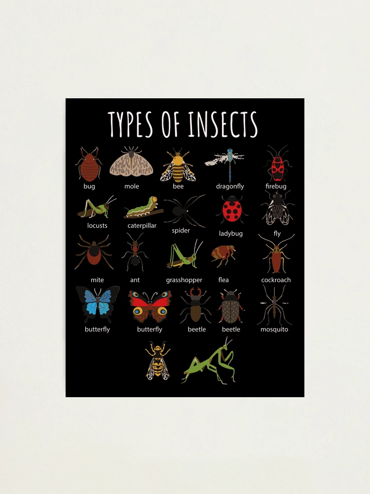 Small Insects Chart Insects Chart For Kids With Pictures