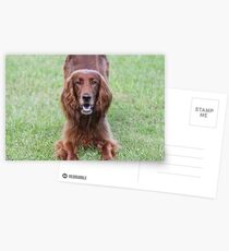 Play Bow Postcards