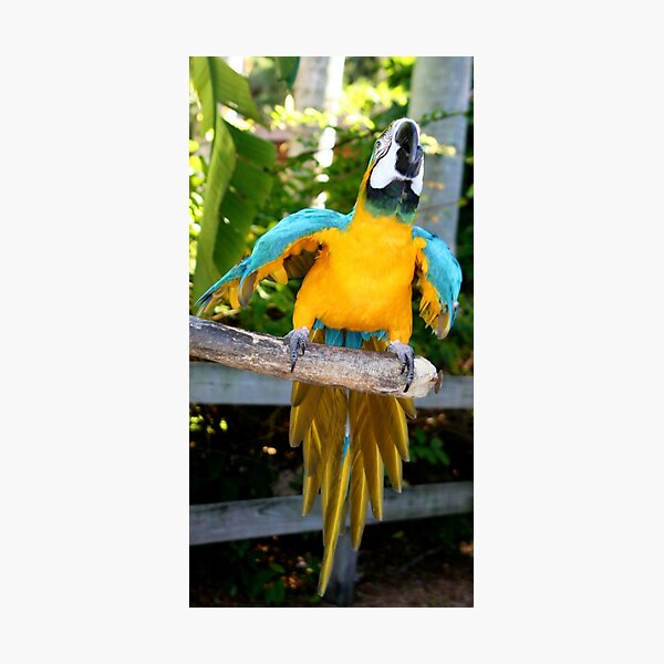 Item preview, Playful Macaw designed and sold by Sheryl Unwin.