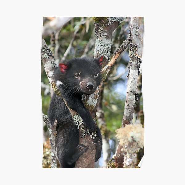 Stuck (Tasmanian Devil Climbing) Poster