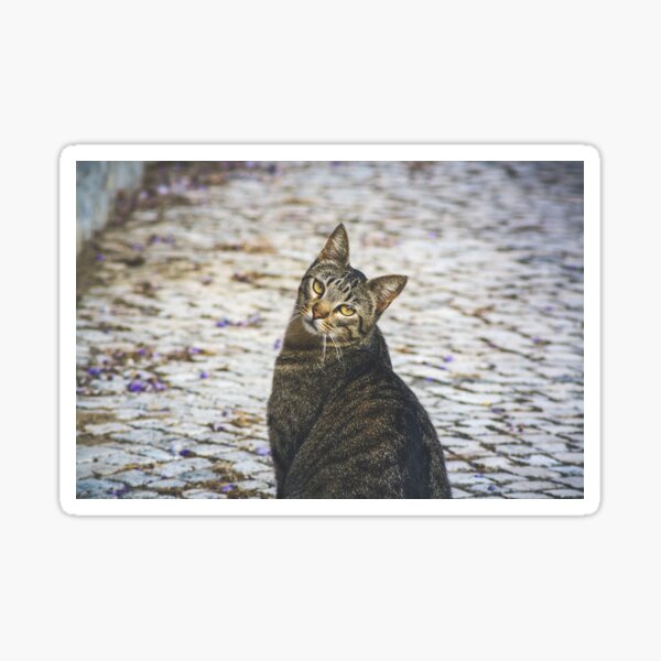 107 - Looking Sticker