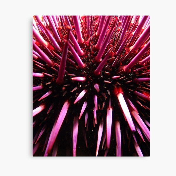 Purple Prickles. Canvas Print