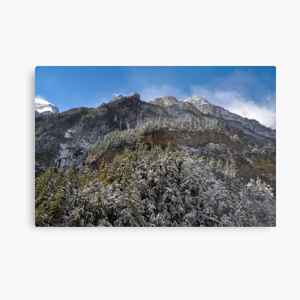 Snow covered pine forest Metal Print