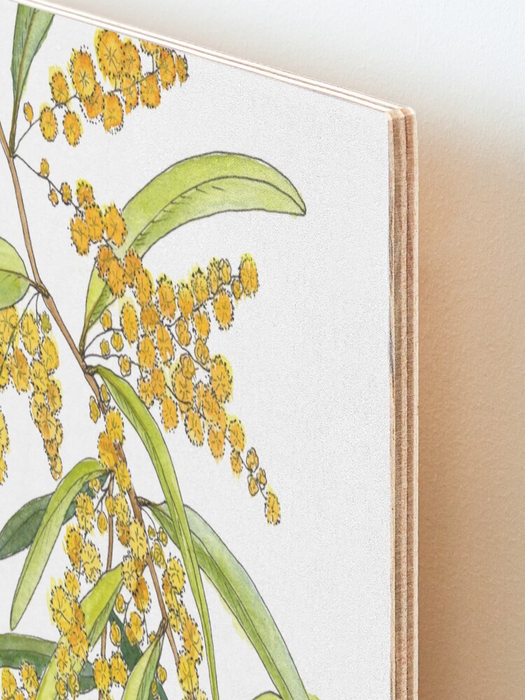 Australian Wattle Flower Illustration Mounted Print For Sale By Australian Wattle Flower Illustration Mounted Print For Sale By