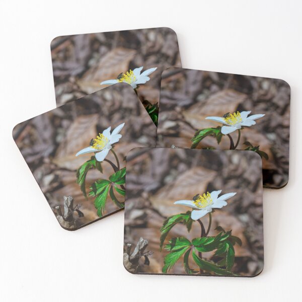 Item preview, Fly eating nectar from white alpine flower designed and sold by Millenn.