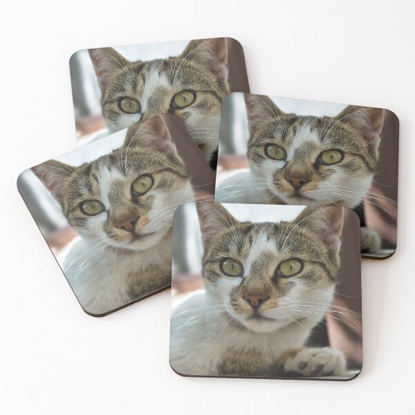 Item preview, Handsome stray cat girl, close up animal photography designed and sold by Millenn.