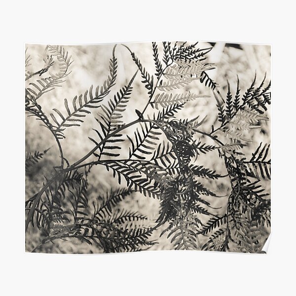 Bracken Poster