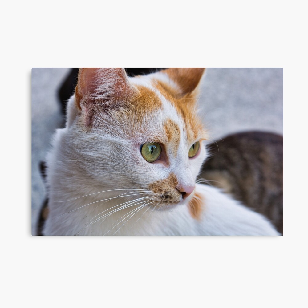 Poster Photo De Chat Errant Jaune Et Blanc Belle Chatte Aux Yeux Jaunes Par Millenn Redbubble