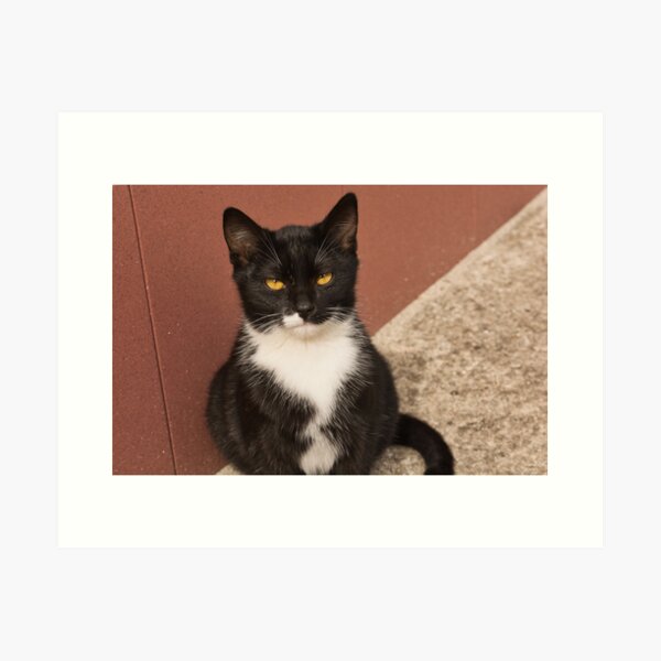 Impression Artistique Photo De Chat Errant De Trois Couleurs Beau Chat Femelle Par Millenn Redbubble