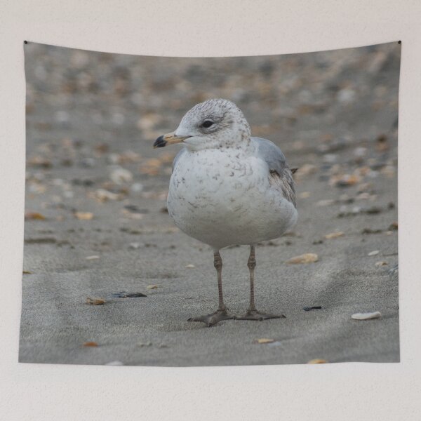 Item preview, Leucophaeus at beach designed and sold by KensLensDesigns.