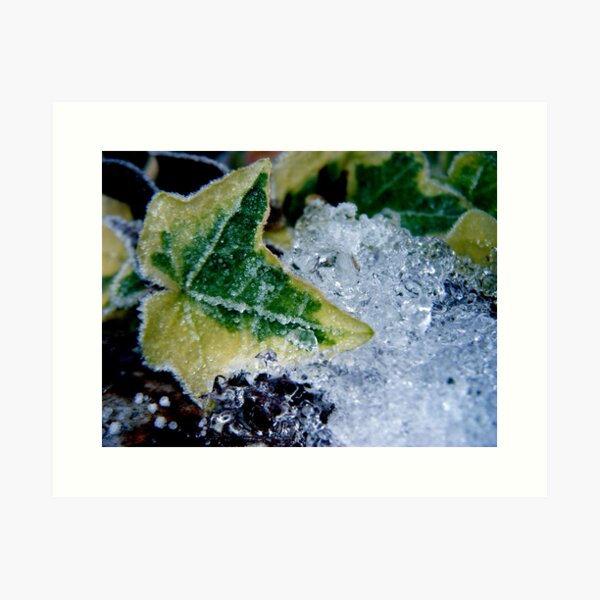 Frozen Ivy Art Print