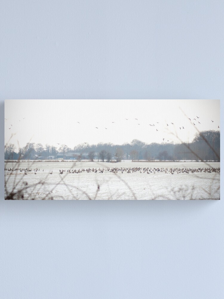 Thumbnail 1 of 3, Canvas Print, Hundreds and hundreds of geese designed and sold by steppeland.