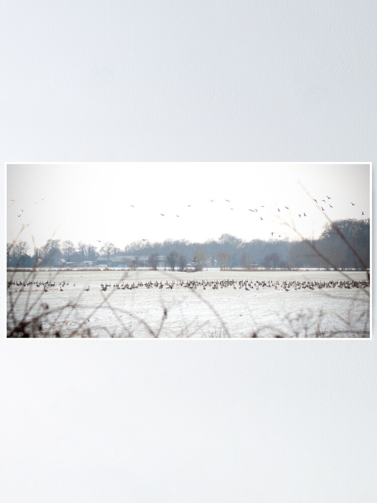 Thumbnail 1 of 3, Poster, Hundreds and hundreds of geese designed and sold by steppeland.