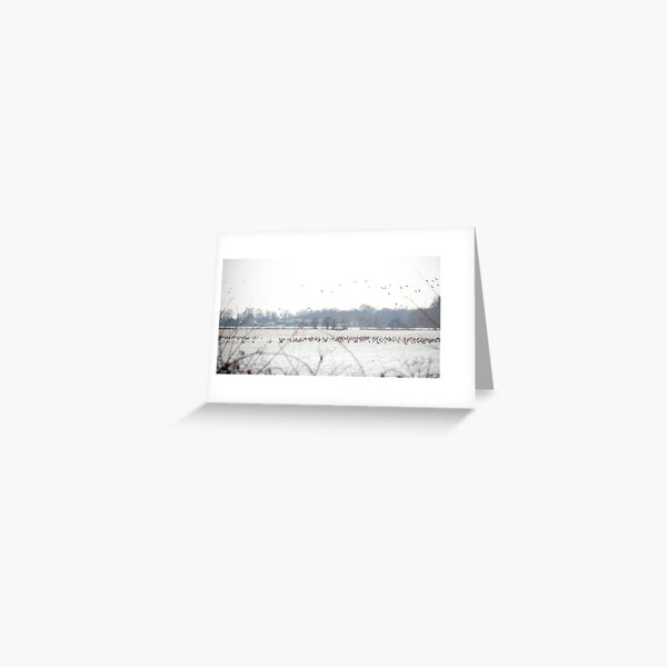 Hundreds and hundreds of geese Greeting Card