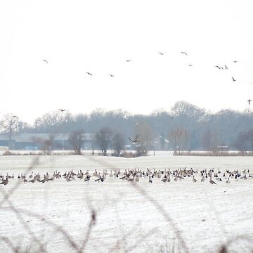 Artwork thumbnail, Hundreds and hundreds of geese by steppeland