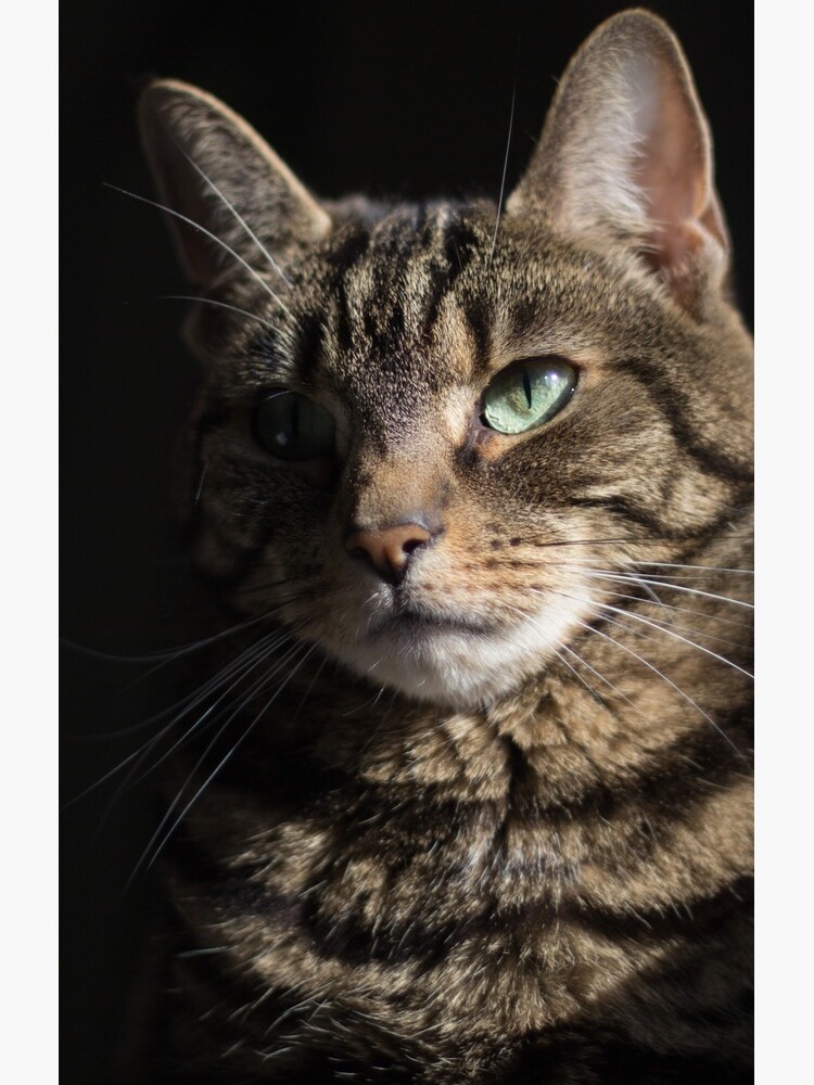 Tabby Cat Mysterious Beauty by WiseKitty