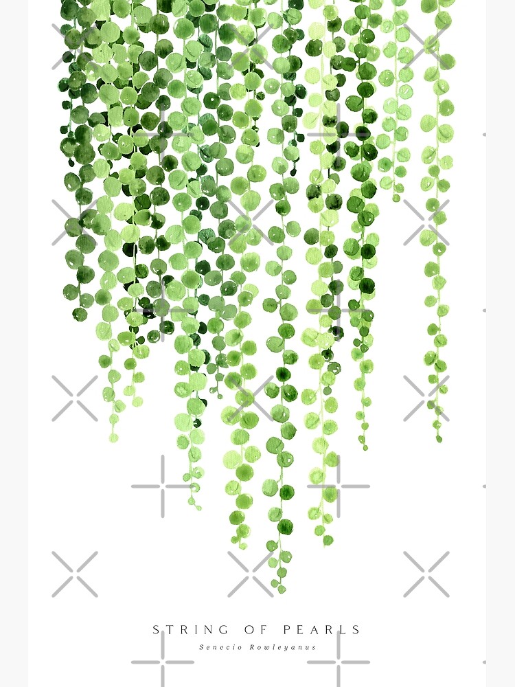 "Watercolor string of pearls illustration" Poster for Sale by blursbyai