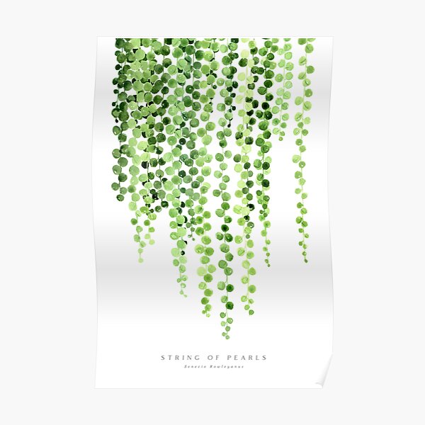 Watercolor string of pearls illustration Poster
