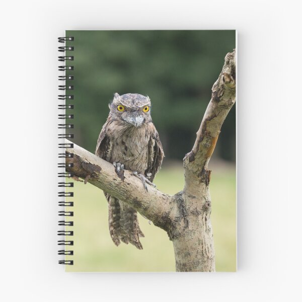 Item preview, Tawny Frogmouth designed and sold by Nigel R Bell Photography.