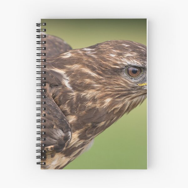 Item preview, Buzzard designed and sold by Nigel R Bell Photography.