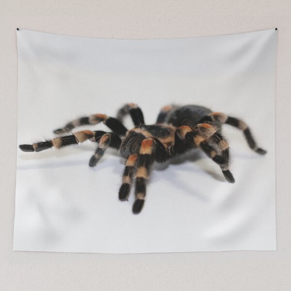 Item preview, Tarantula designed and sold by misimichu.