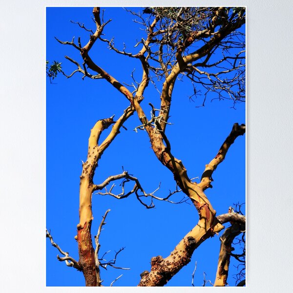 Item preview, skyward arbutus tree designed and sold by Terrill Welch.
