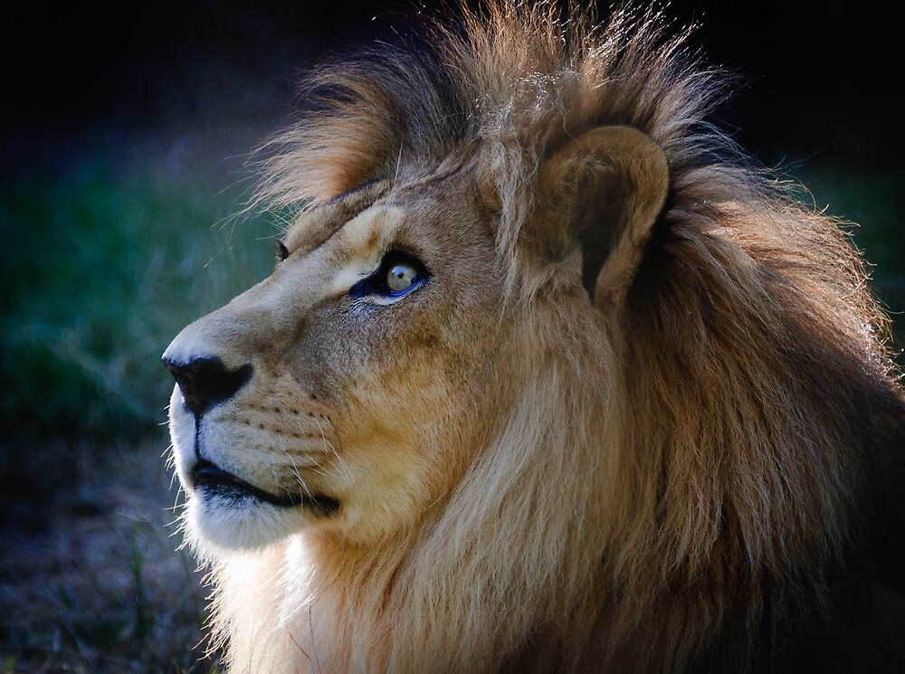 "Jacob, African Lion Wildlife World Zoo" by Peggy Coleman Redbubble