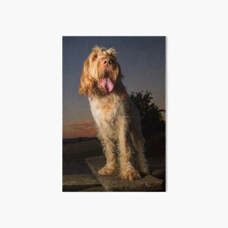 Standing on a seat at sunset Spinone Art Board Print