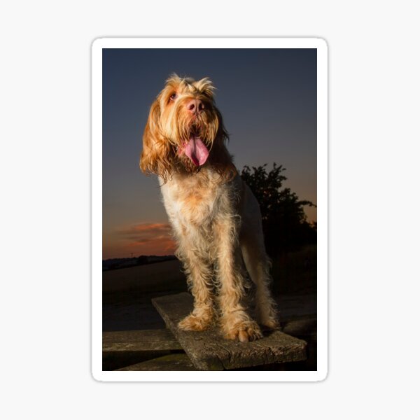 Standing on a seat at sunset Spinone Sticker