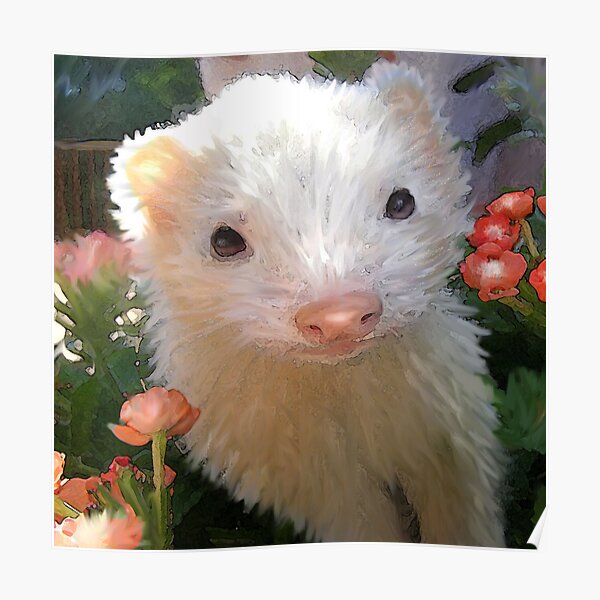 white ferret Poster