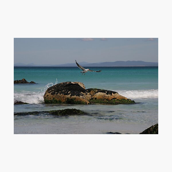 Item preview, Pacific Gull designed and sold by Adam  Davey.