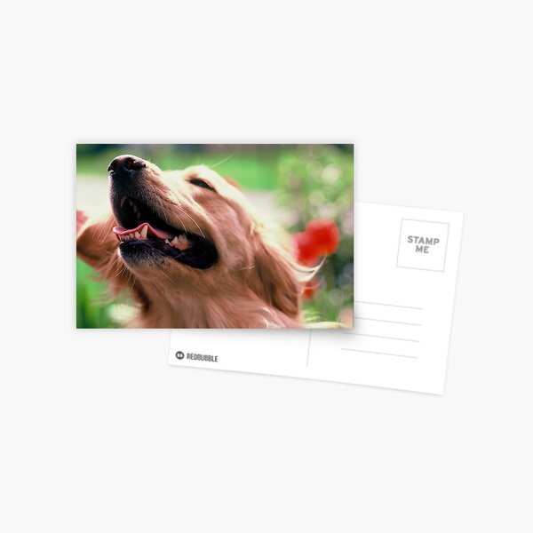 The Scratch Postcard