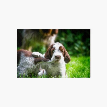 Spinone puppy dog tails Art Board Print