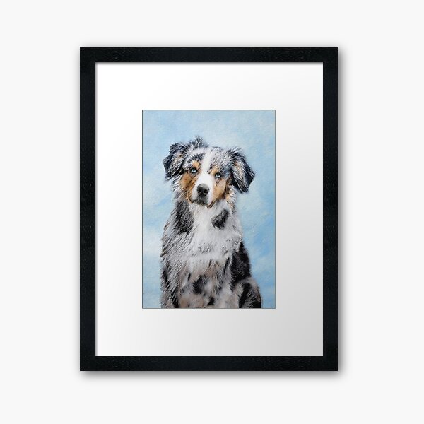 american shepherd black