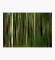 Lost in a Forest Photographic Print
