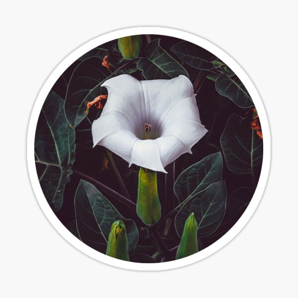 Devil's Trumpet. Datura Flower Photograph II. Sticker