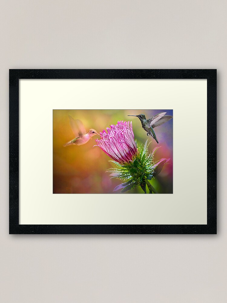 Alternate view of Hummingbirds Hovering Framed Art Print