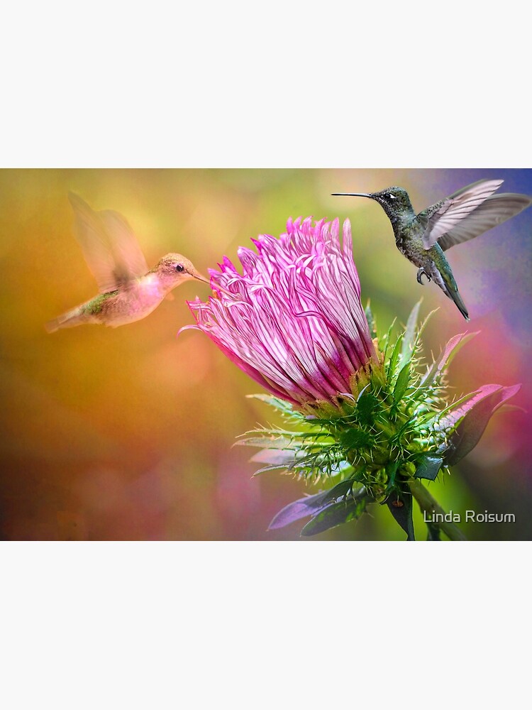 Hummingbirds Hovering by jouvaygifts