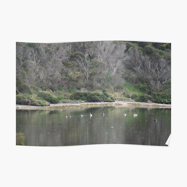 Peaceful nature,American River,Kangaroo Island,S.A. Poster