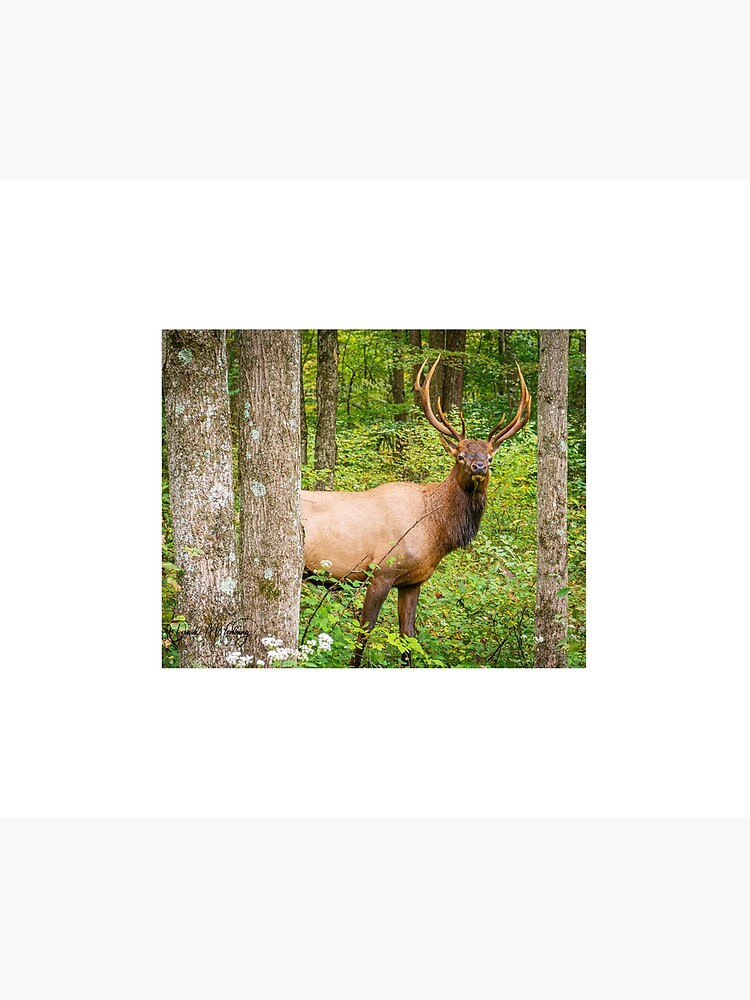Adult Bull Elk in the Pennsylvania Wilds by mcrvlife