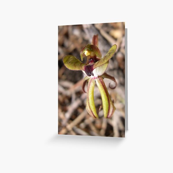 Purple Veined Spider Orchid (Caladenia doutchiae) Greeting Card