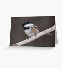 Black-Capped Chickadee Greeting Card