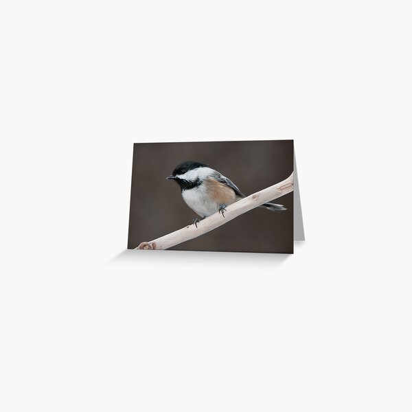 Item preview, Black-Capped Chickadee designed and sold by (Tallow) Dave  Van de Laar.
