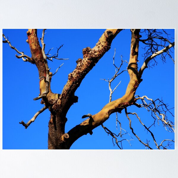 Item preview, Arbutus against blue sky  designed and sold by Terrill Welch.