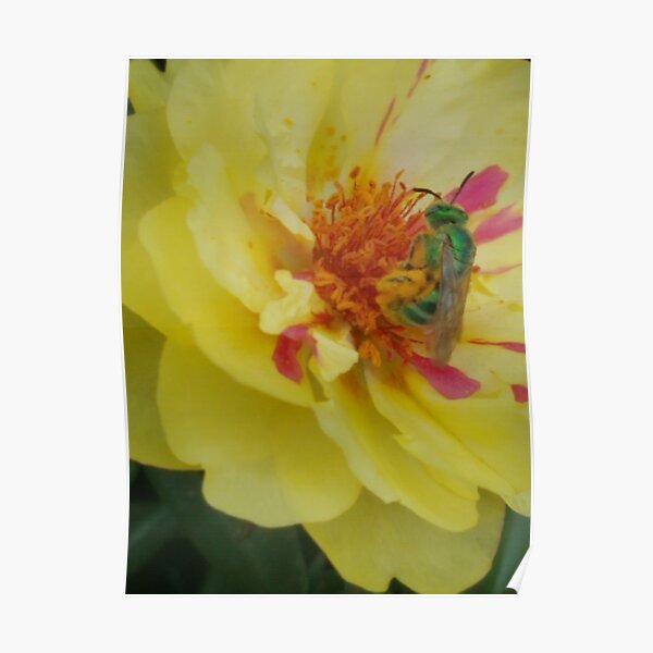 Bee in the Portulaca Poster