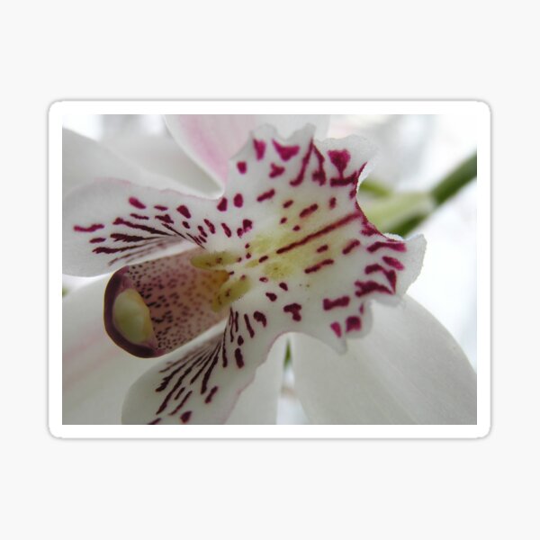 White Orchid Sticker