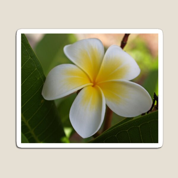 Yellow Frangipani Magnet