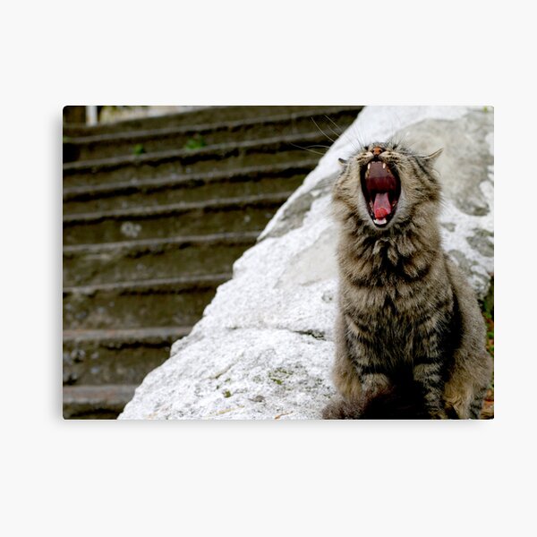 The Cat of Sultanahmet Canvas Print