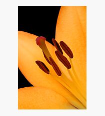 Lily Photographic Print